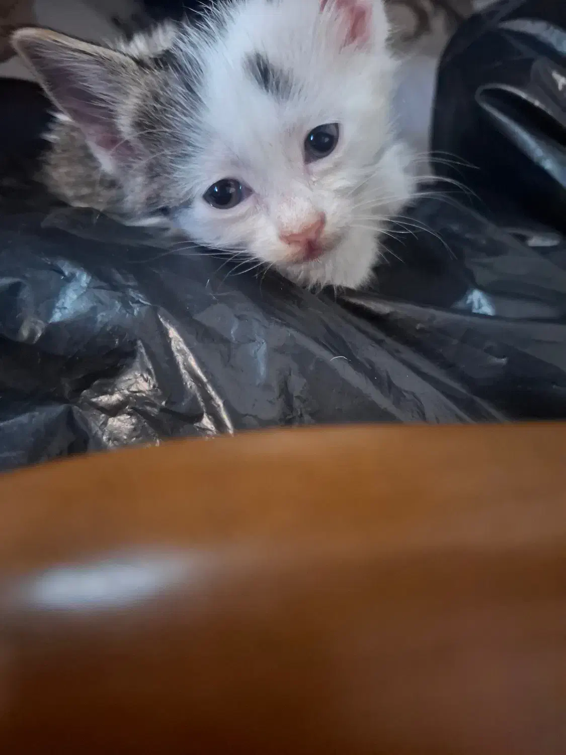 ۲ عدد گربه ۲ ماهه واگذاری رایگان|گربه|شهریار, شهریار|دیوار