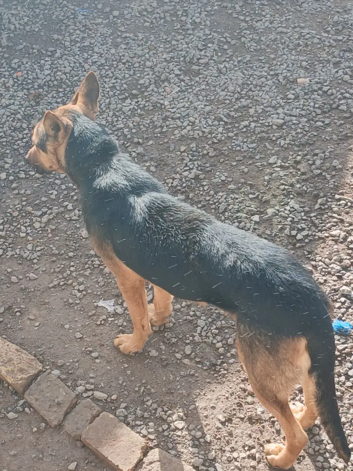 سگ ژرمن اصل شناسنامه دار|سگ|هیر, |دیوار