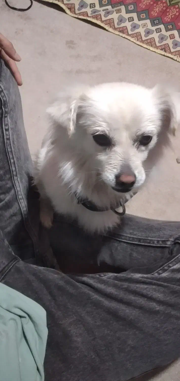 پامر اشپیز|سگ|شهریار, شهرک وائین|دیوار