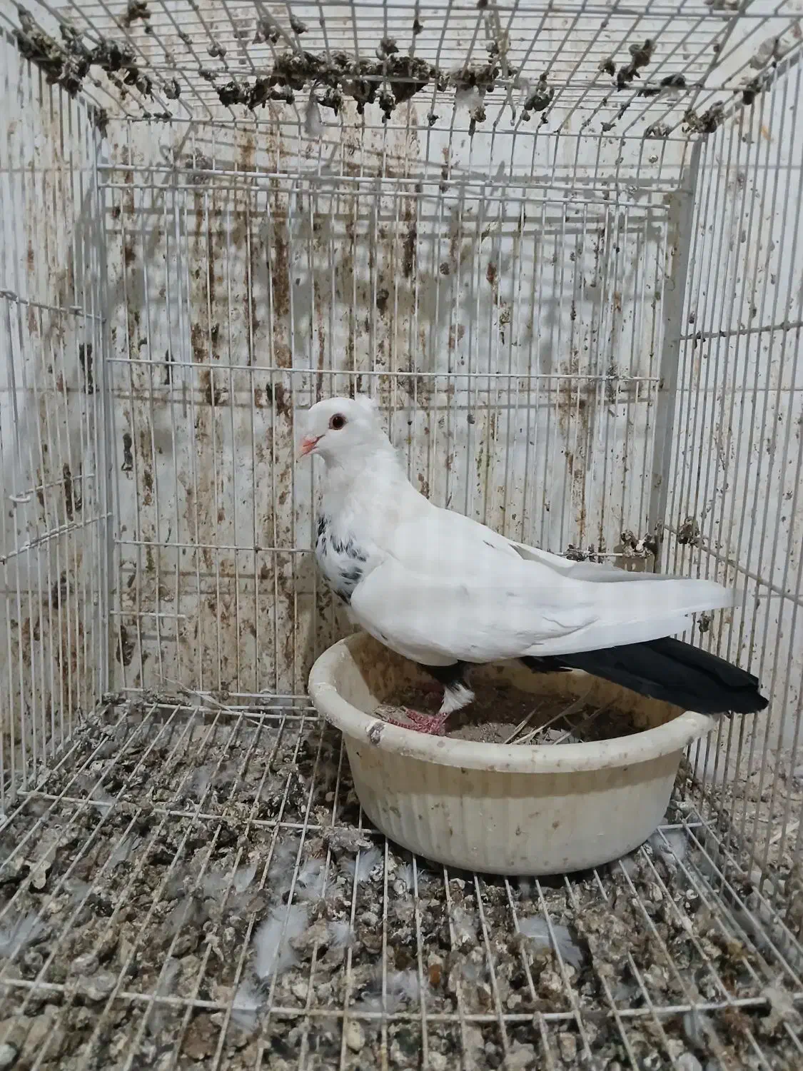 کبوتر کله سینه دم سفید دم سیاه طوقی|پرنده|شیروان (خراسان), |دیوار