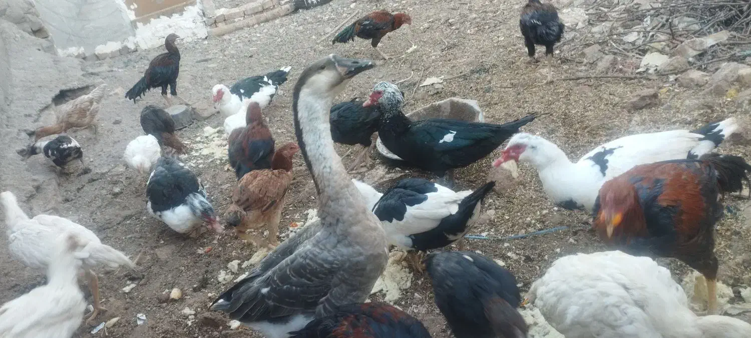 یک جفت قوغاز|حیوانات مزرعه|قزوین, |دیوار