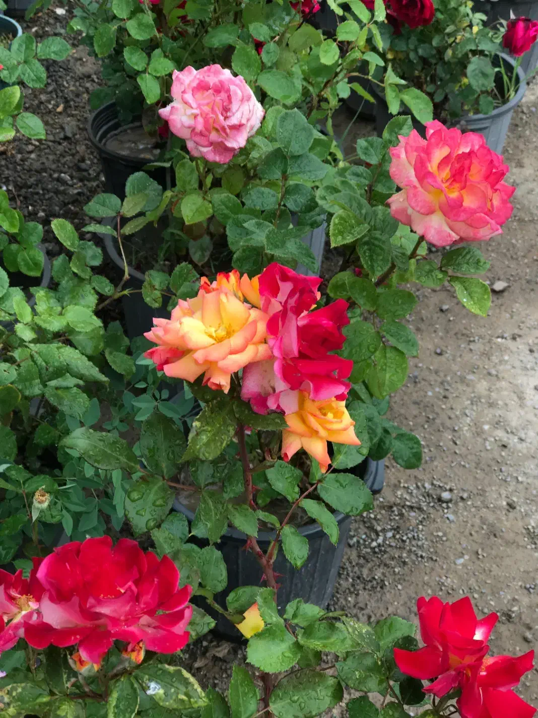 کاشت گل رز هلندی دایم گل|گل و گیاه طبیعی|تهران, شهرک دانشگاه|دیوار