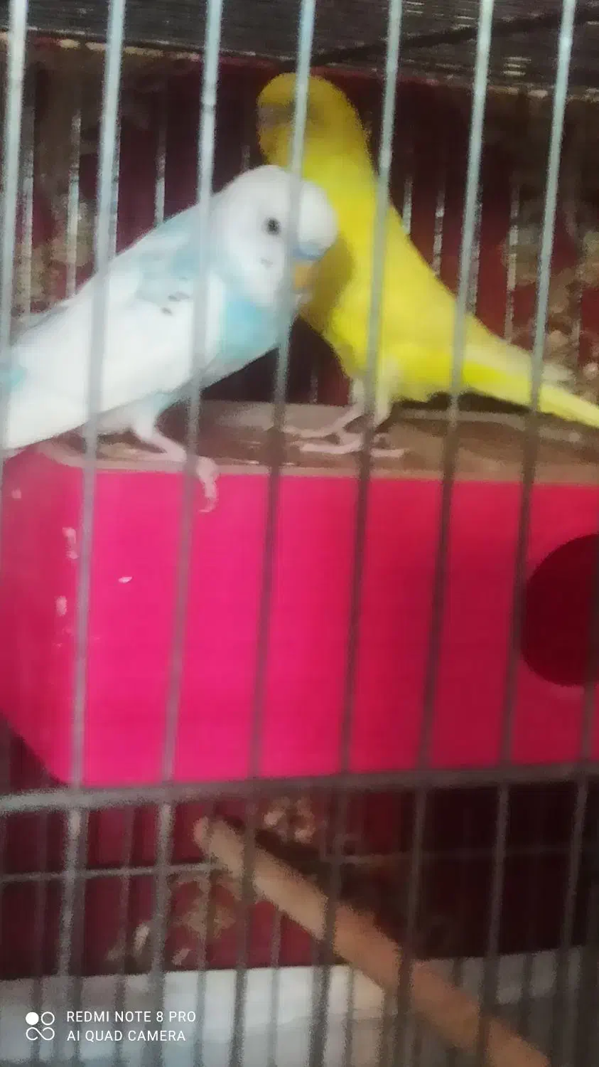 مرغ عشق|پرنده|کرج, کیانمهر|دیوار