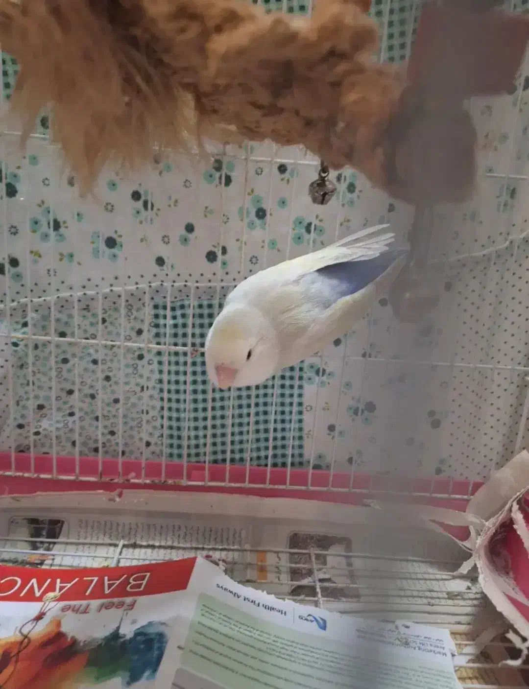 طوطی برزیلی|پرنده|چهاردانگه (تهران), |دیوار