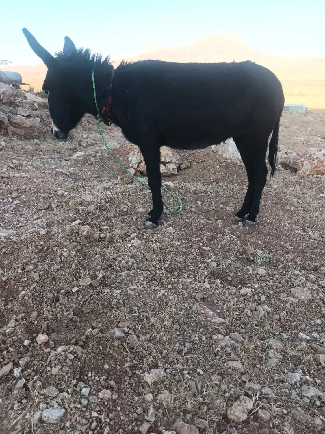 الاغ ماده جوان|حیوانات مزرعه|سیرجان, |دیوار