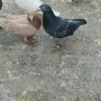 کفتر پرشی|پرنده|شیروان (خراسان), |دیوار