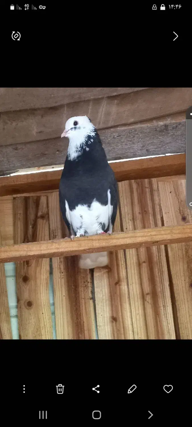 کبوترشازده|پرنده|اسالم, |دیوار