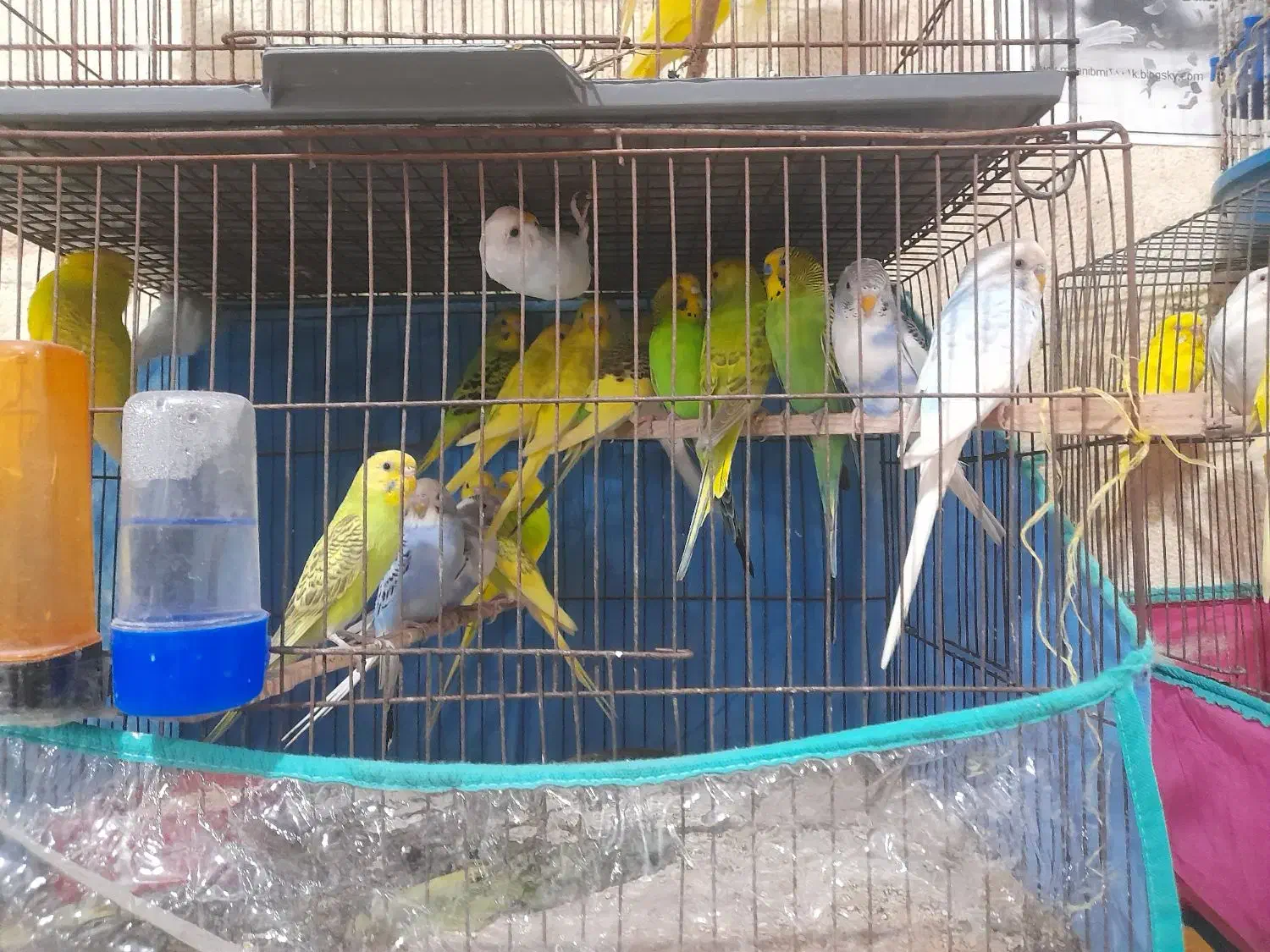 فنج .مرغ عشق|پرنده|میناب, |دیوار