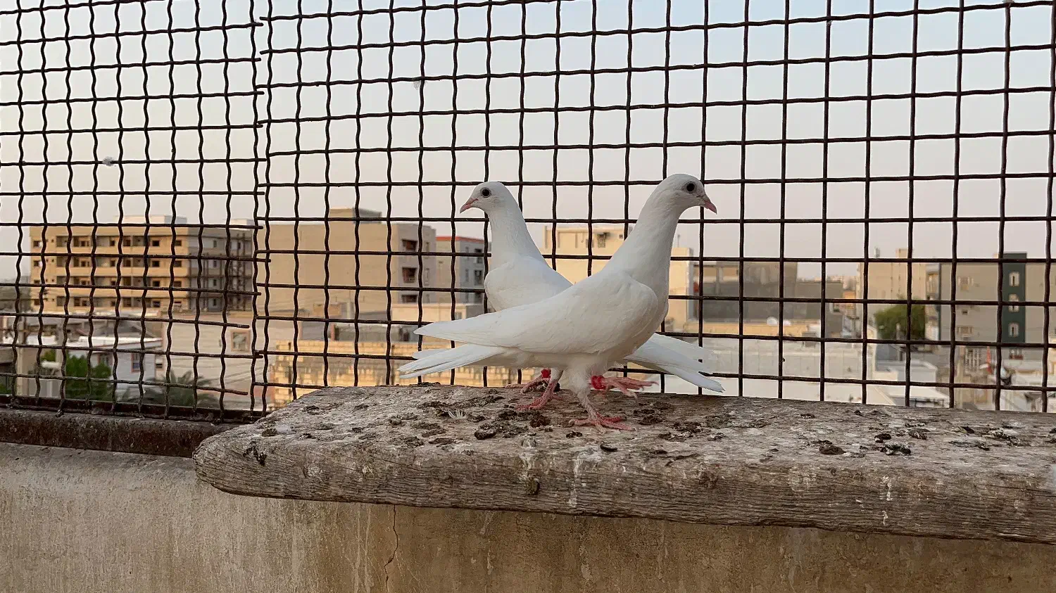 باسلام|پرنده|گلستان (تهران), |دیوار