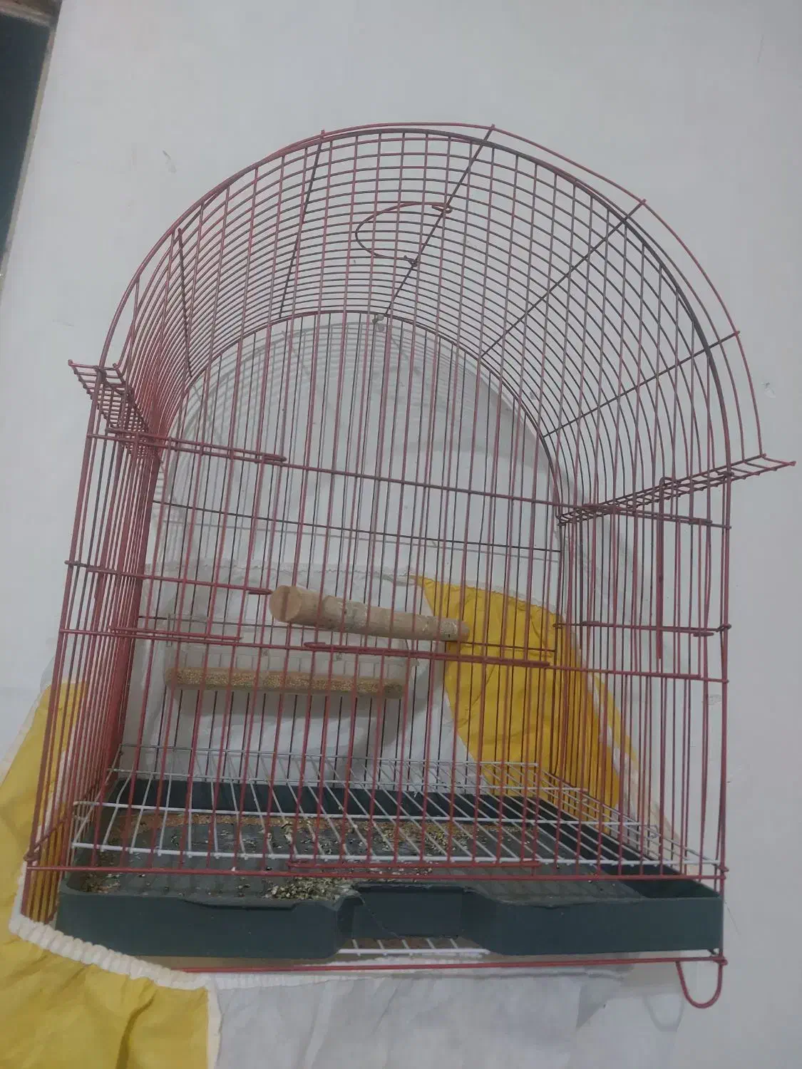 مرغ عشق|پرنده|دورود, |دیوار