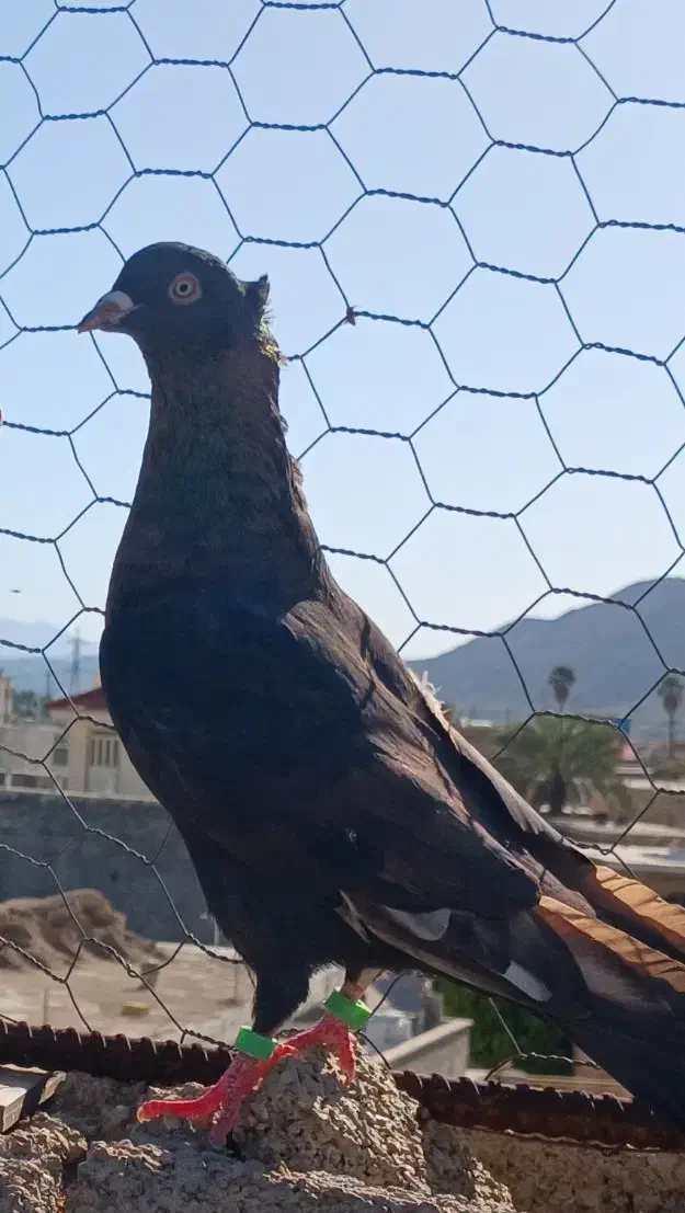 طافته ای اصیل کاکلی. بزن|پرنده|ارژن, |دیوار