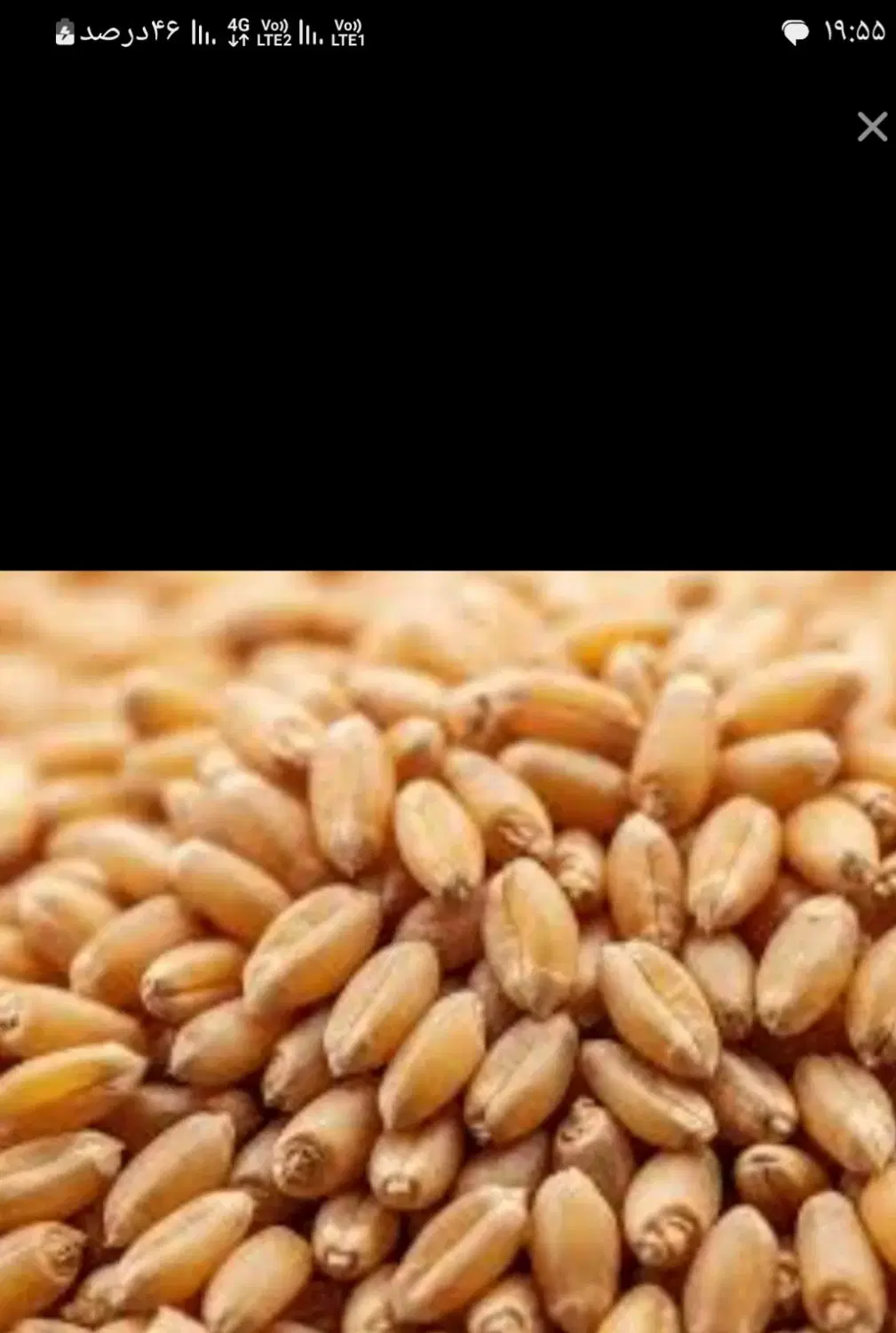 گندم|خوردنی و آشامیدنی|نورآباد, |دیوار