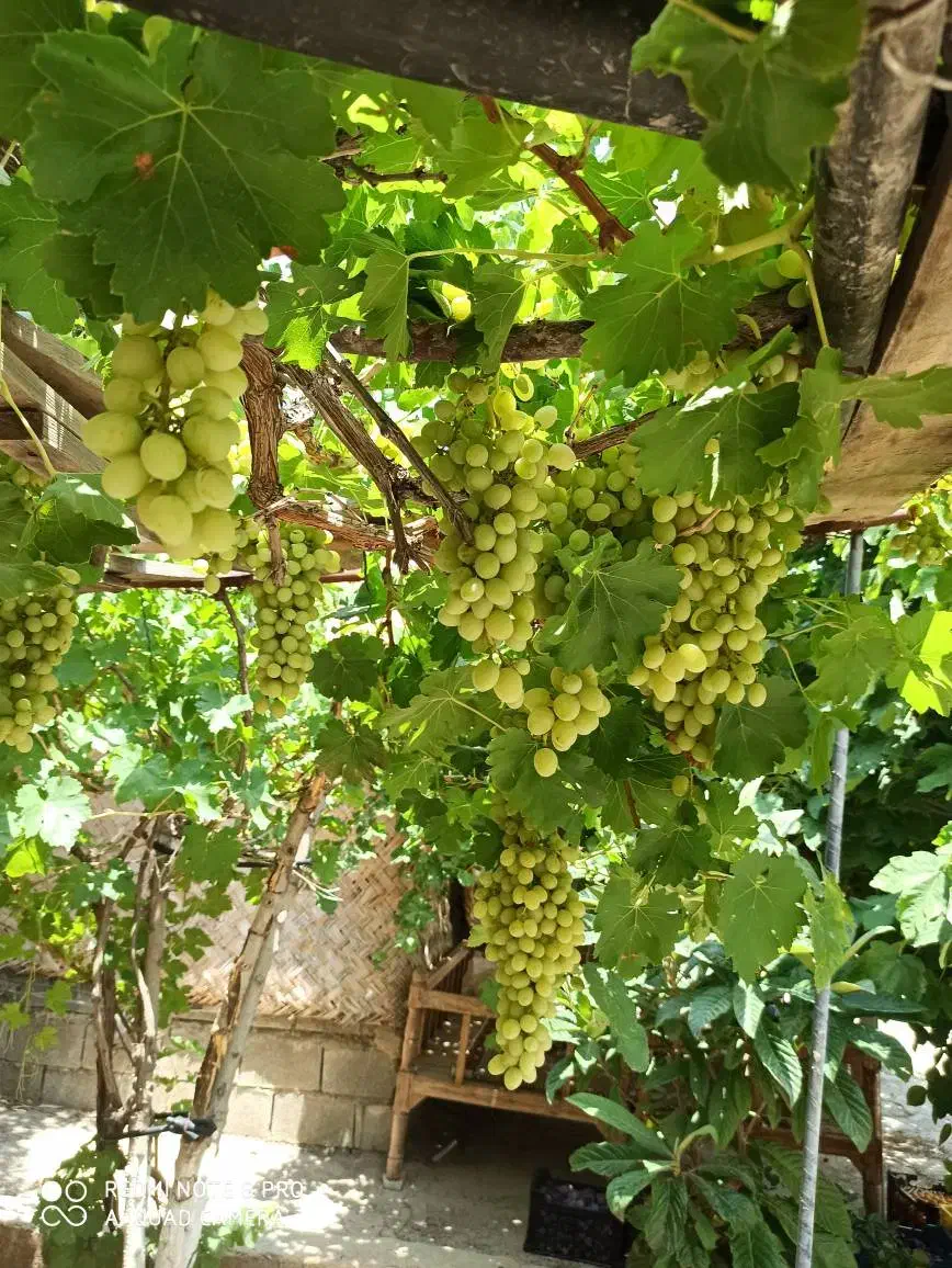 باغ شهری سیاخ دارنگون مجموعه باغات گلدشت|فروش زمین و ملک کلنگی|شیراز, محمدیه|دیوار