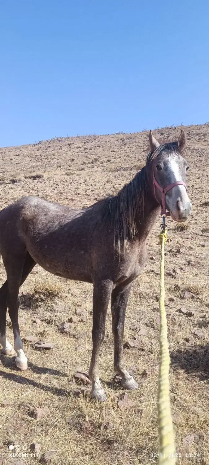 مادیونه نژادش در شور و کرد میکس شده|اسب و تجهیزات اسب‌سواری|نظرآباد, احمد آباد|دیوار