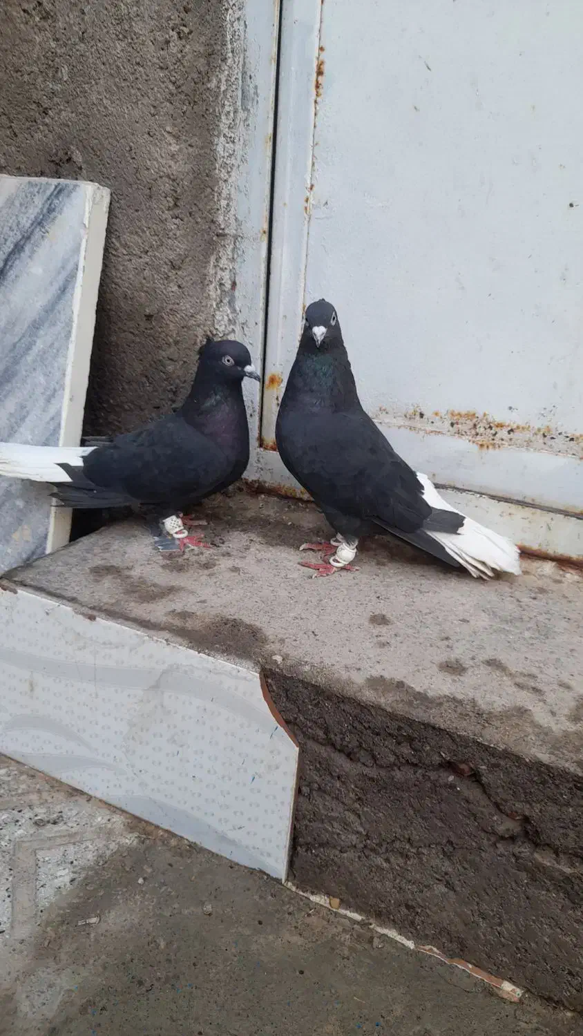 زاغ دم سفید|پرنده|رشتخوار, |دیوار