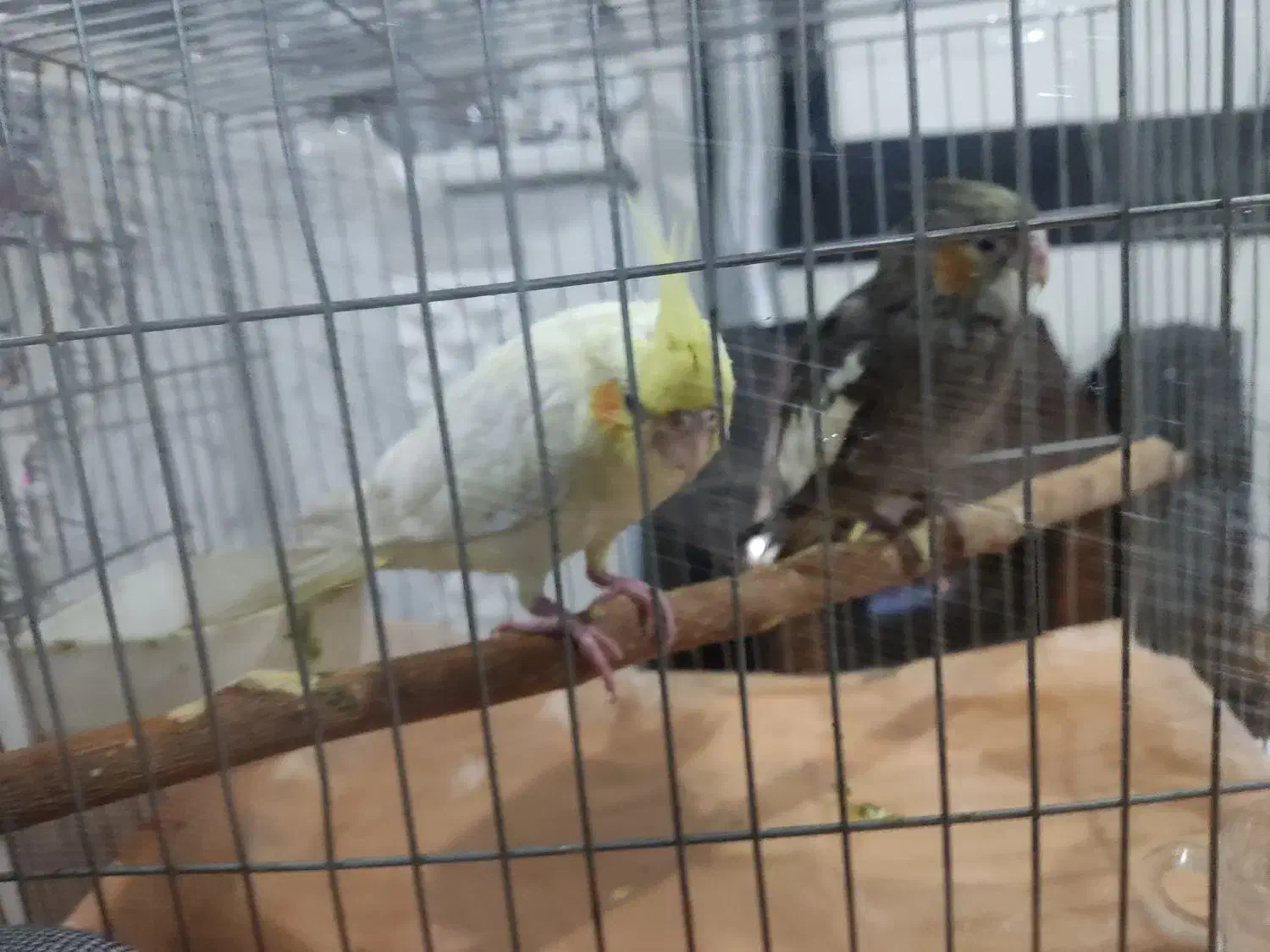 جوجه عروس هلندی رام و دستی|پرنده|ری, شهادت|دیوار