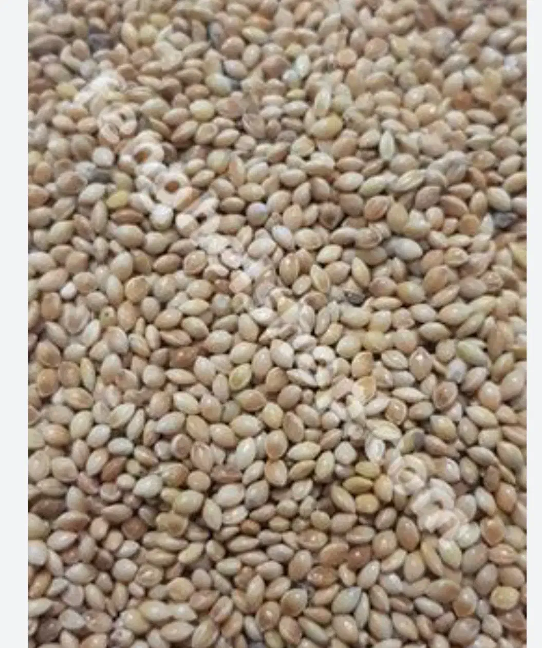 ارزن درجه یک|حیوانات مزرعه|ارزوئیه, |دیوار