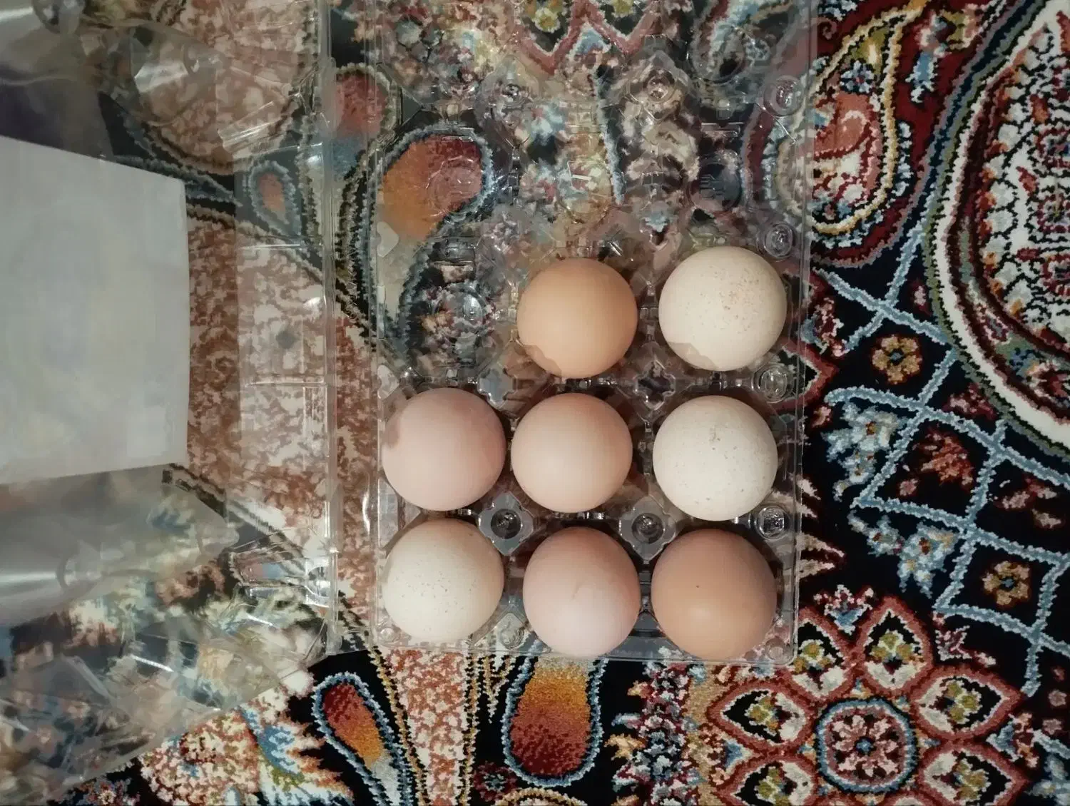 تخم مرغ نطفه دار|پرنده|کوهسار (البرز), |دیوار