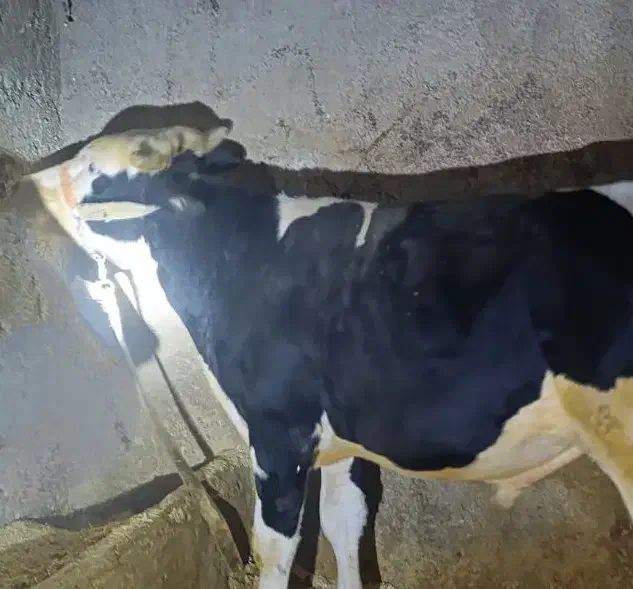 گاو نر  سیمینتال|حیوانات مزرعه|زرنه, |دیوار