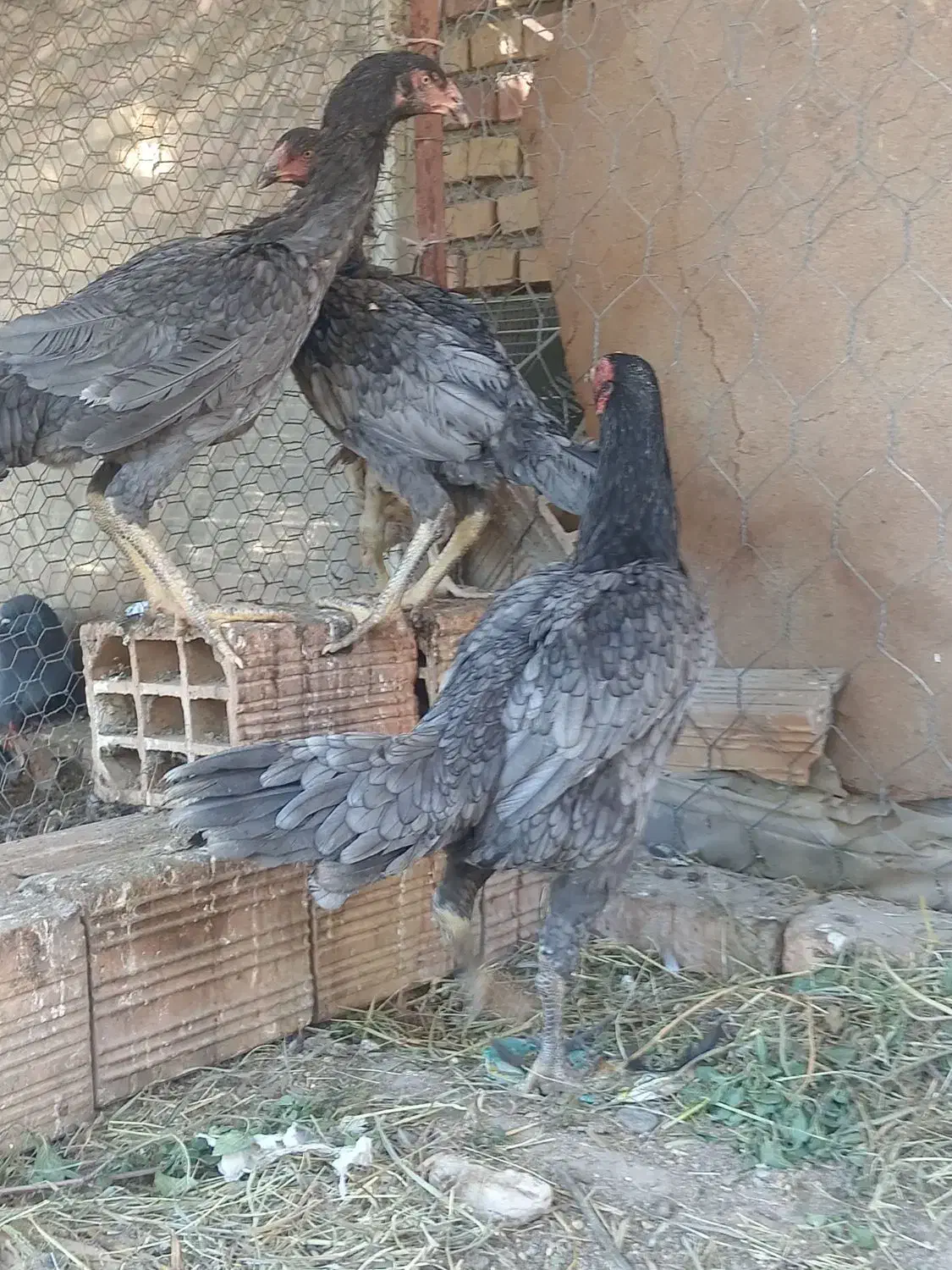 مرغ لاری|حیوانات مزرعه|خان ببین, |دیوار