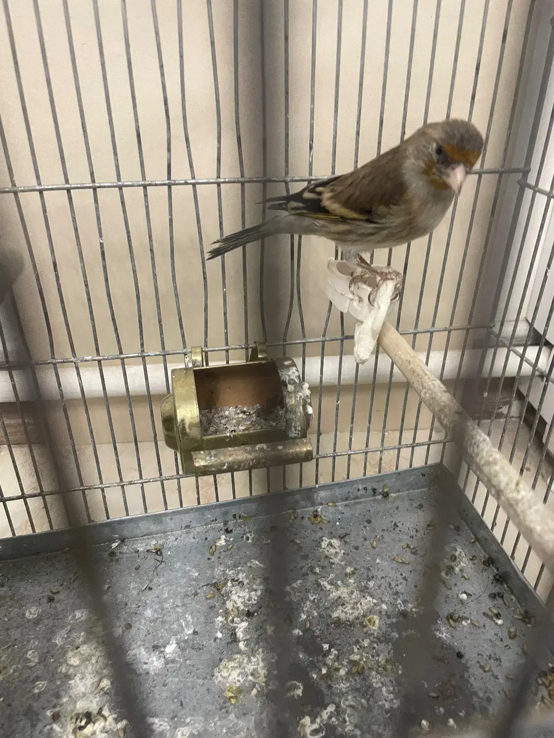 سهره قناری|پرنده|تهران, جوادیه تهرانپارس|دیوار