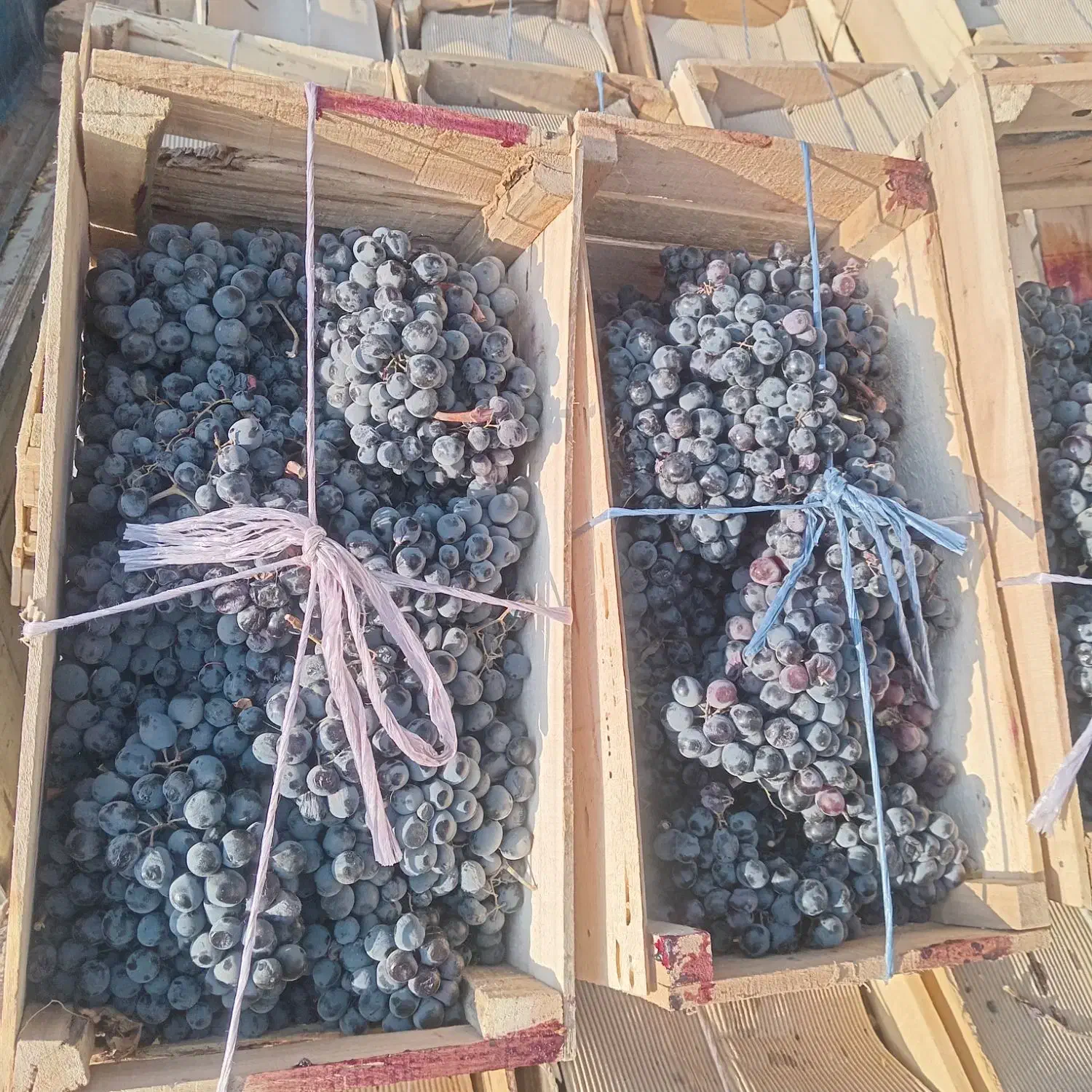 انگورسیاه اصل سردشت|حراج|سبزوار, پاسداران|دیوار