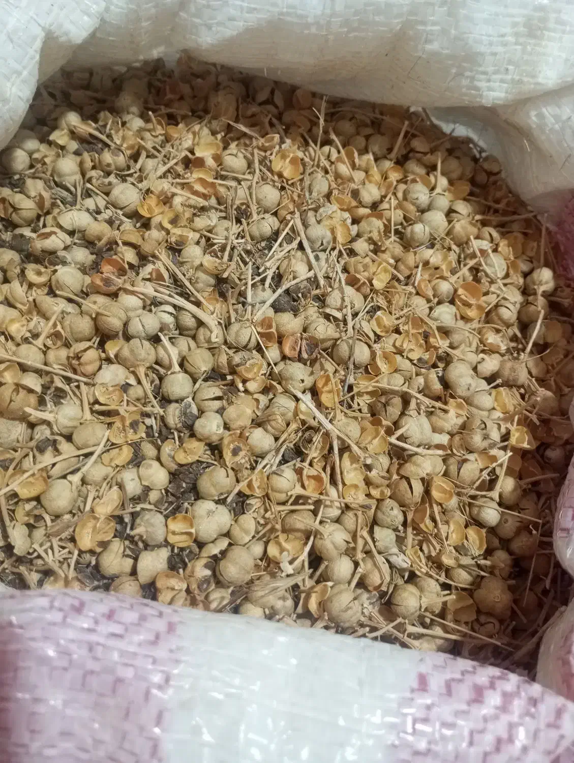 اسپند|گل و گیاه طبیعی|یاسوج, |دیوار