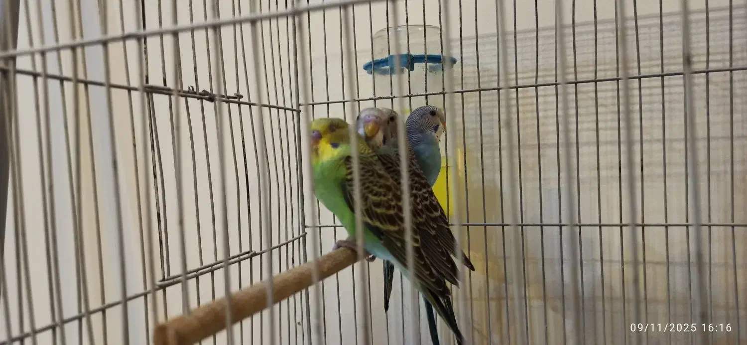 مرغ عشق|پرنده|سنندج, |دیوار