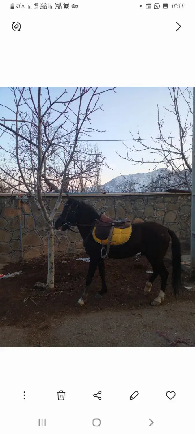 اسب یابو|اسب و تجهیزات اسبسواری|سمنان, |دیوار