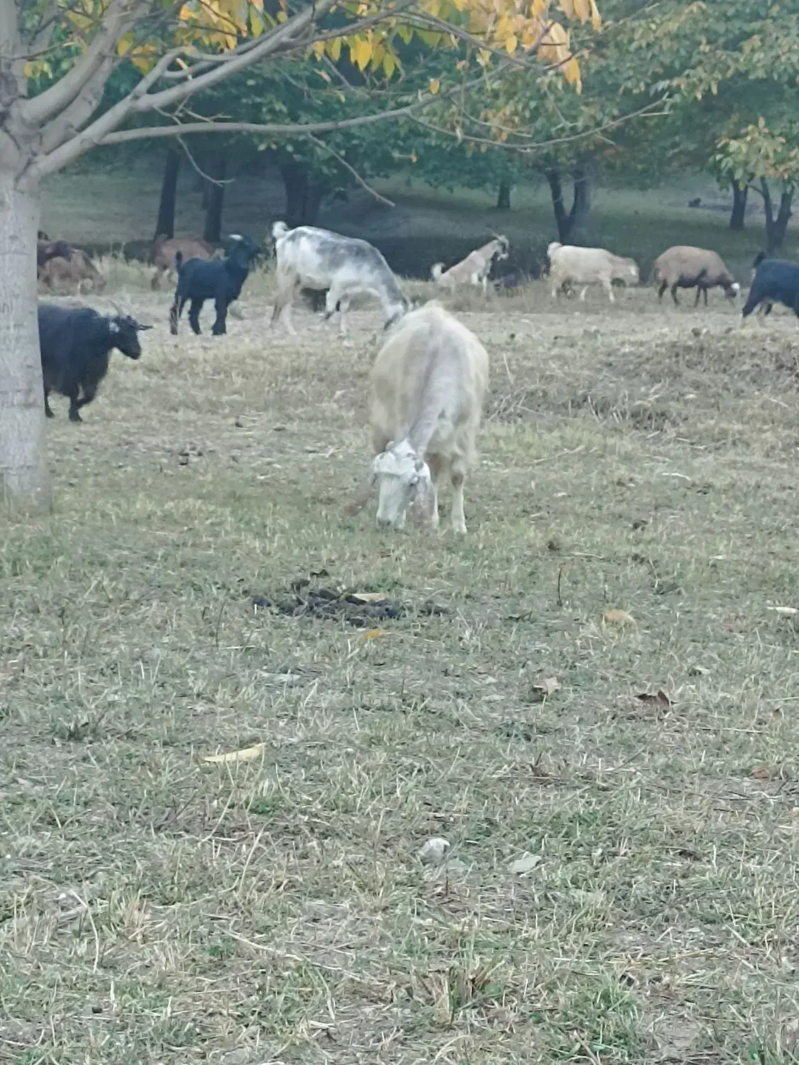 بز و بزغاله|حیوانات مزرعه|فریدونشهر, |دیوار