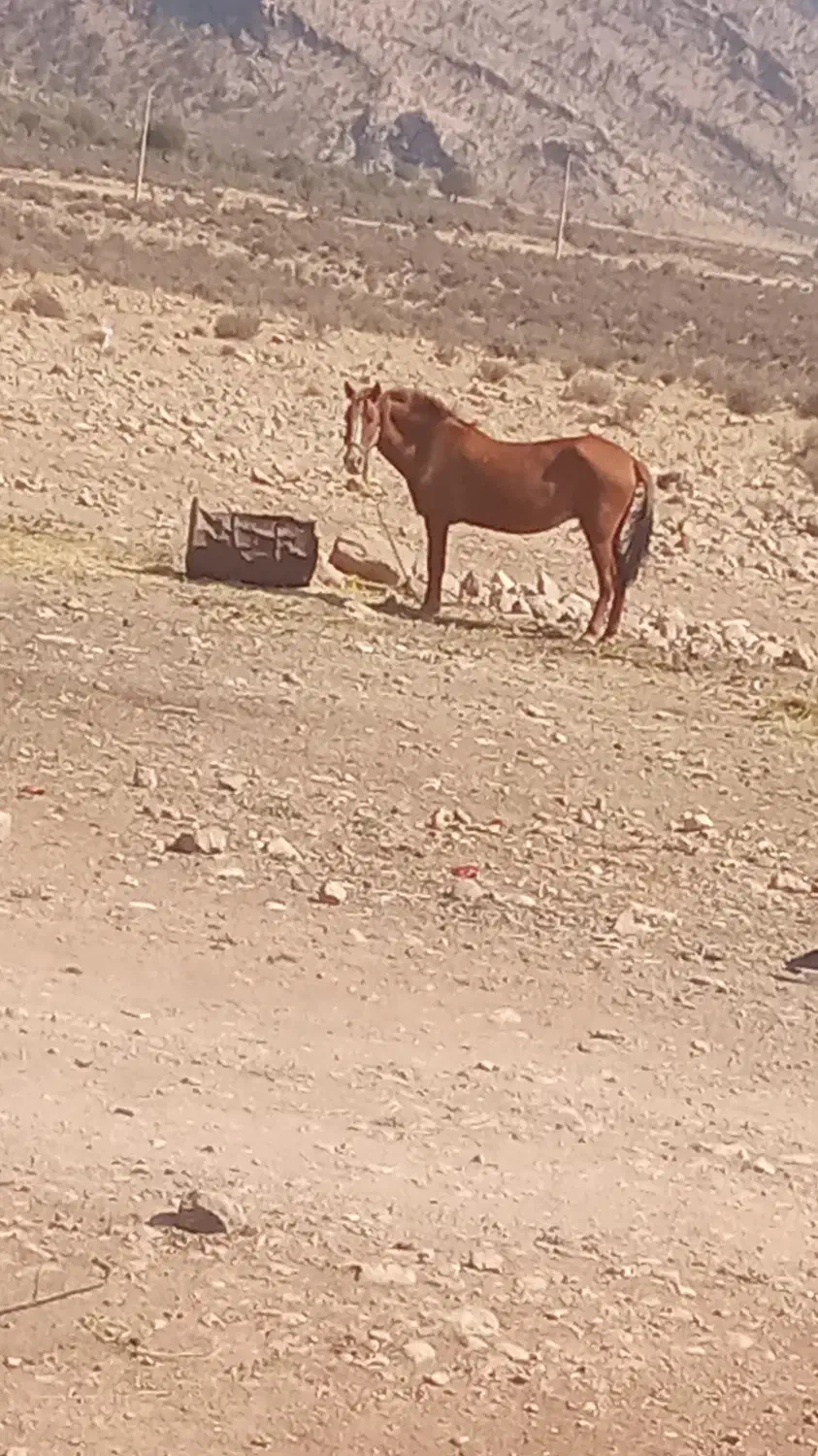 فروش اسب معامله با شیشک خوب|اسب و تجهیزات اسبسواری|شیراز, ابیوردی|دیوار