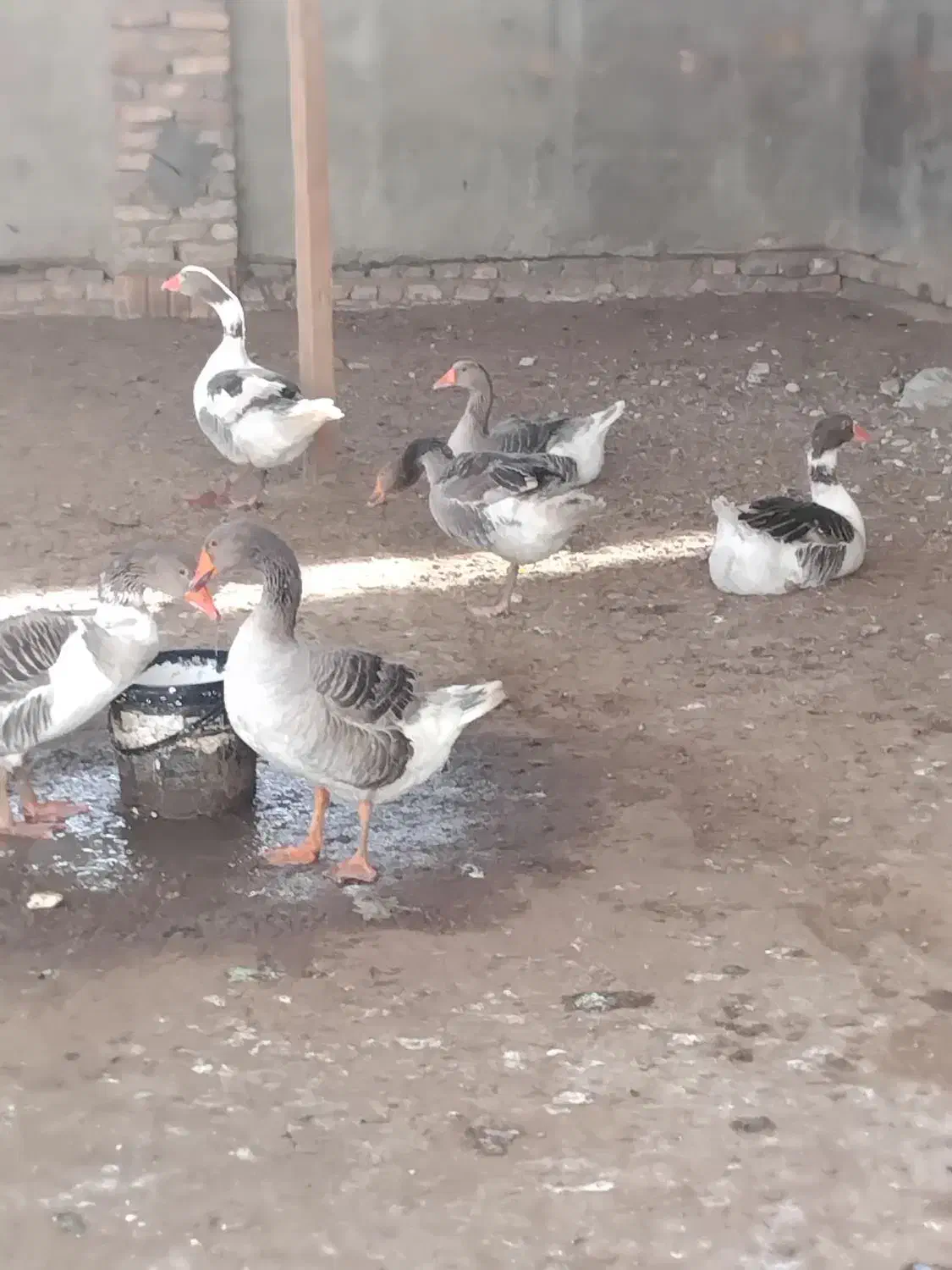 غازمحلی|حیوانات مزرعه|بندر ترکمن, |دیوار