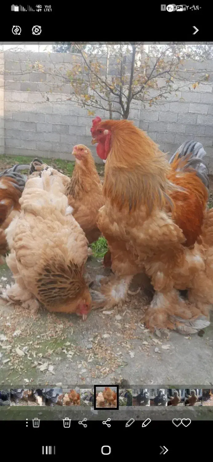 تخم برهما|حیوانات مزرعه|رشت, نظری|دیوار