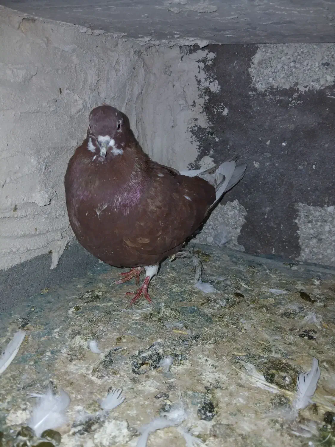 کبوتر پرشی|پرنده|مرند, |دیوار