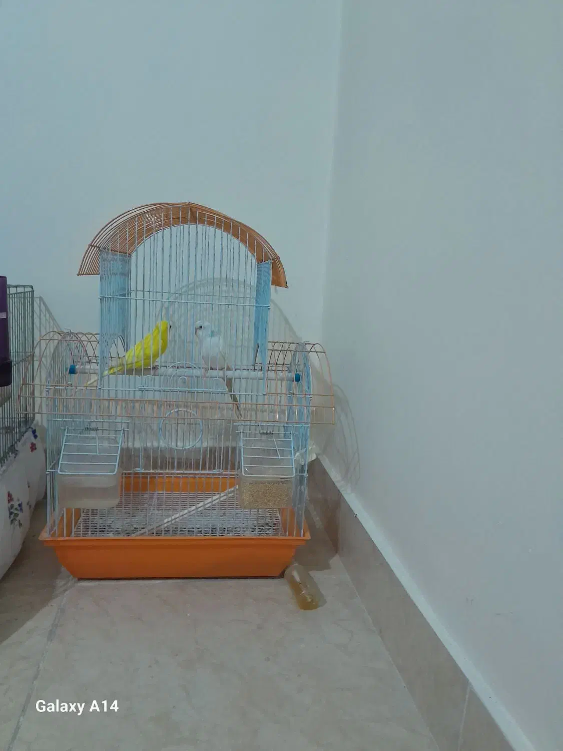 مرغ عشق با قفس|پرنده|اسلام‌شهر, شهرک واوان|دیوار