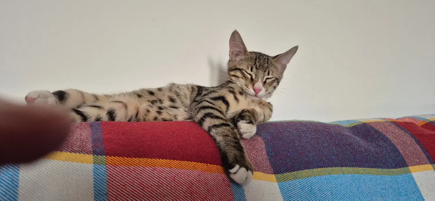 واگذاری گربه رایگان|گربه|پردیس, فاز ۲|دیوار