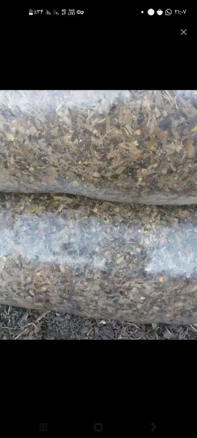 ذرت علوفه|حیوانات مزرعه|فاضل آباد, |دیوار