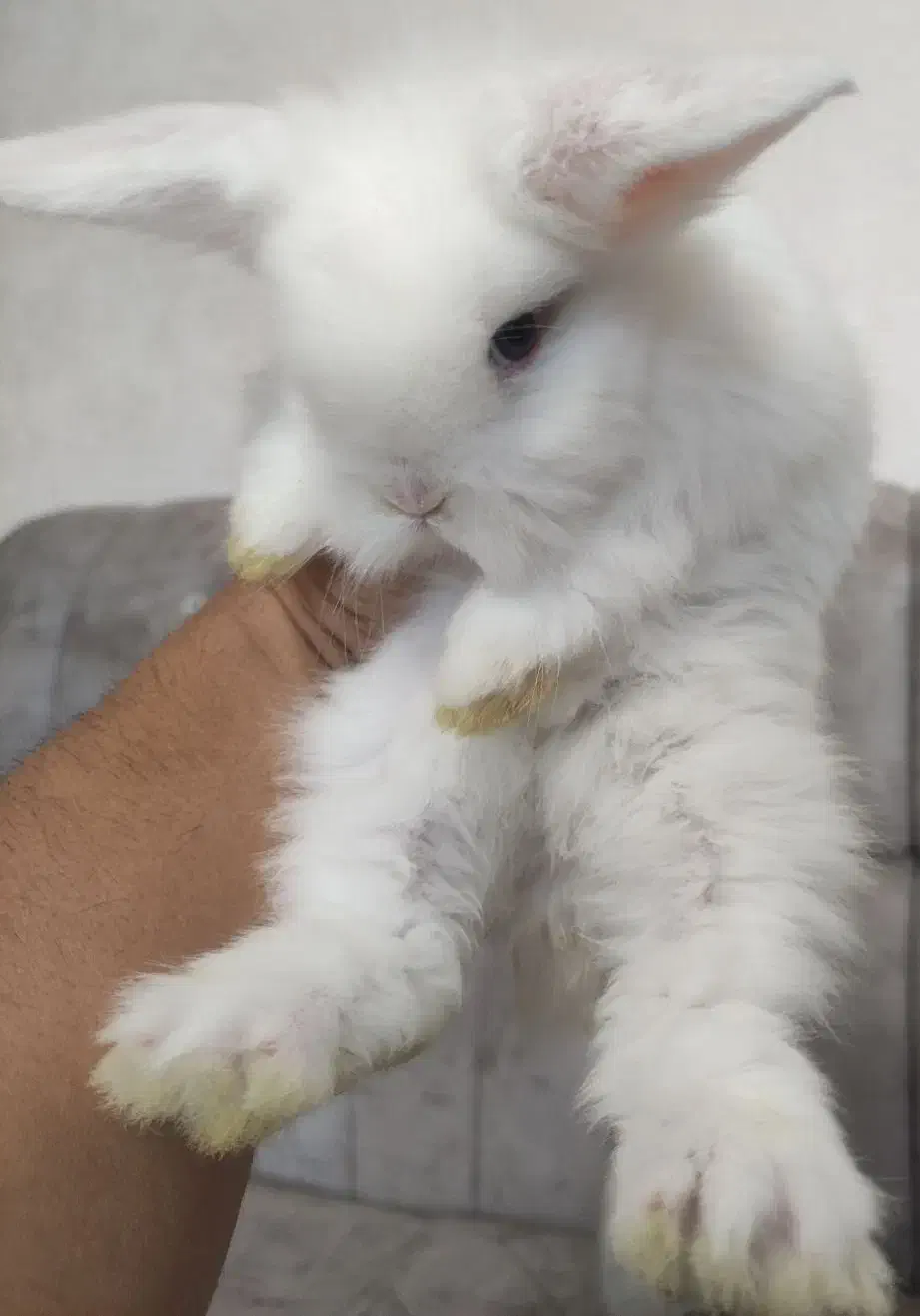 خرگوش لوپ اصل|موش و خرگوش|پرند, فاز ۴|دیوار