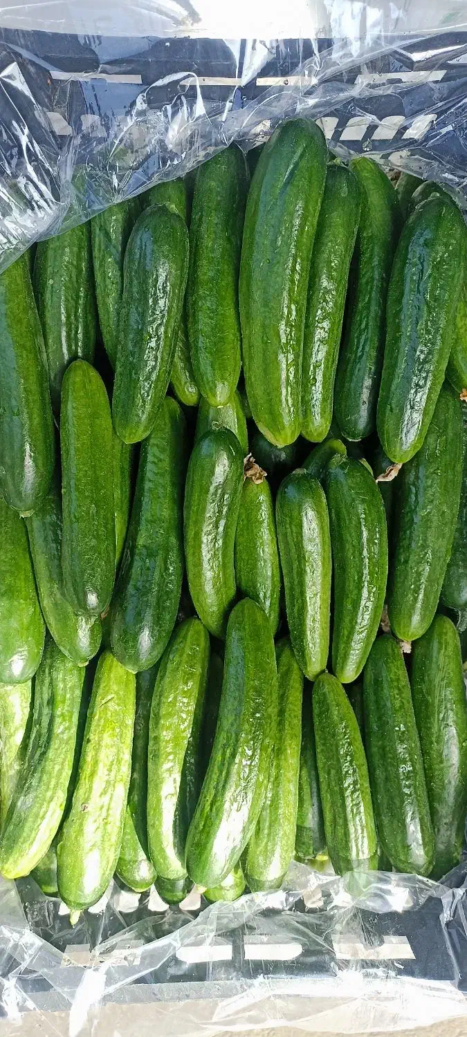 کارگر میدان میوه تره بار مرکزی تهران|استخدام خدمات فروشگاه و رستوران|تهران, میدان میوه و ترهبار مرکزی|دیوار