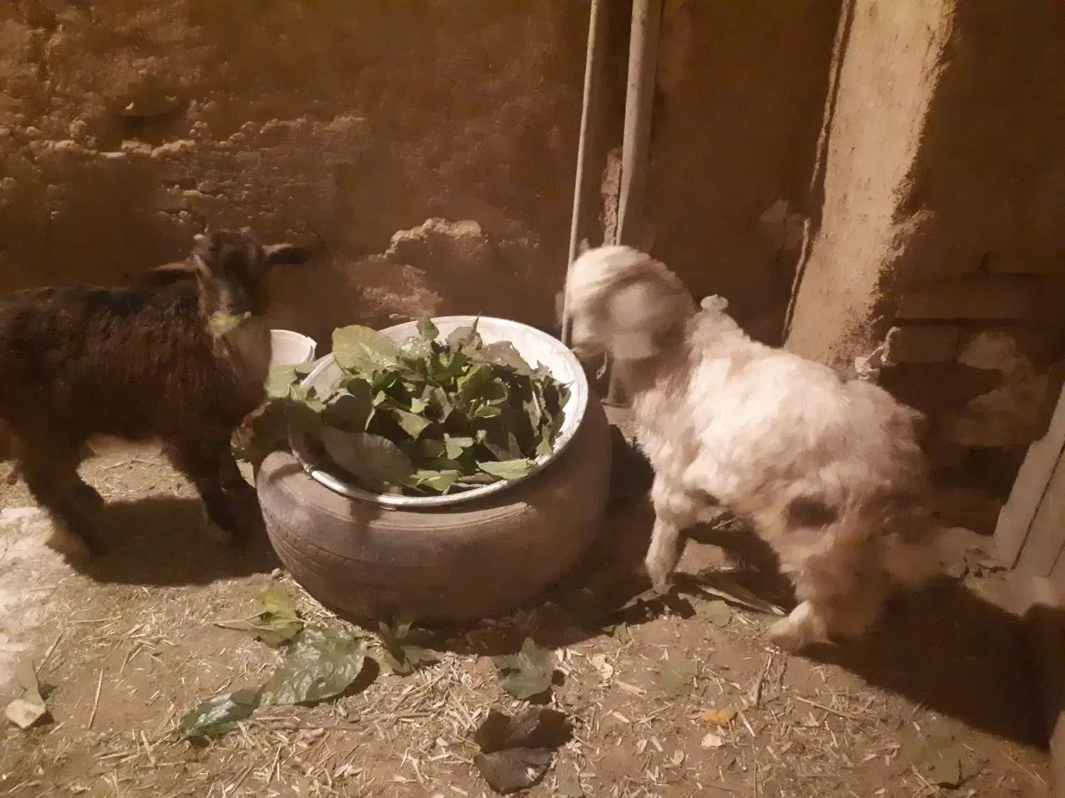 بزغاله|حیوانات مزرعه|سنقر, |دیوار