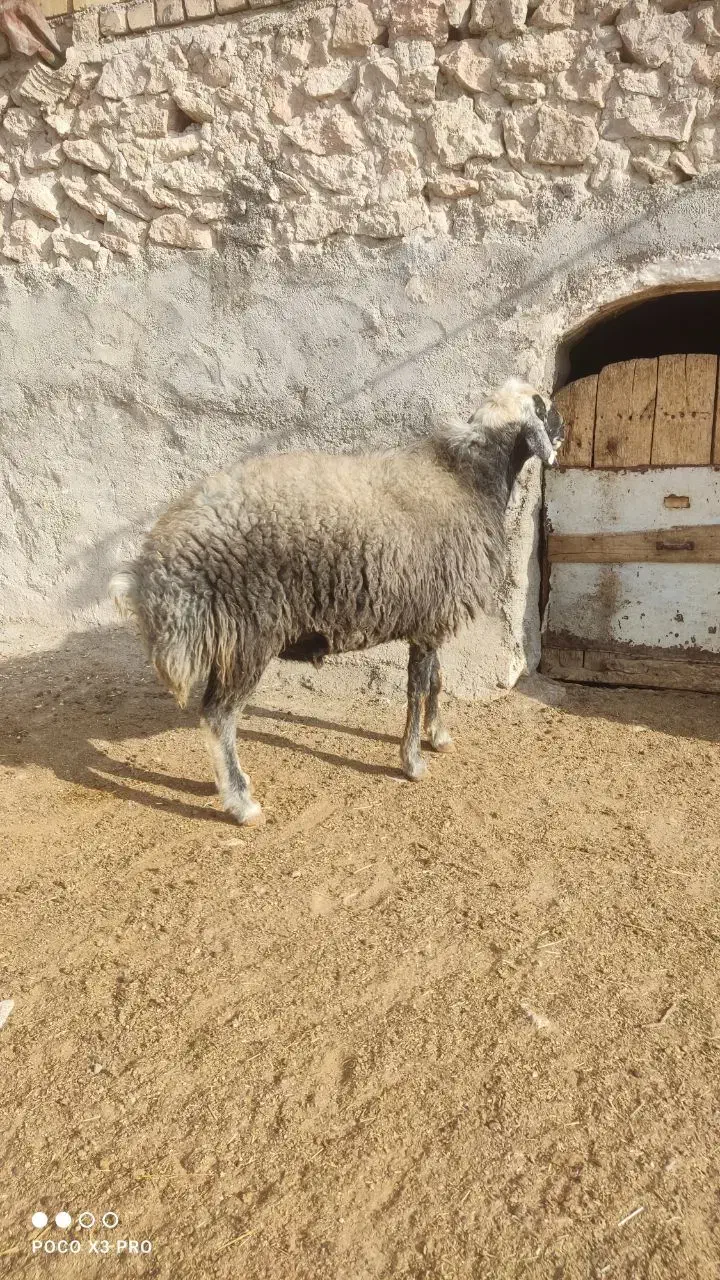 قوچ گله|حیوانات مزرعه|نوبران, |دیوار