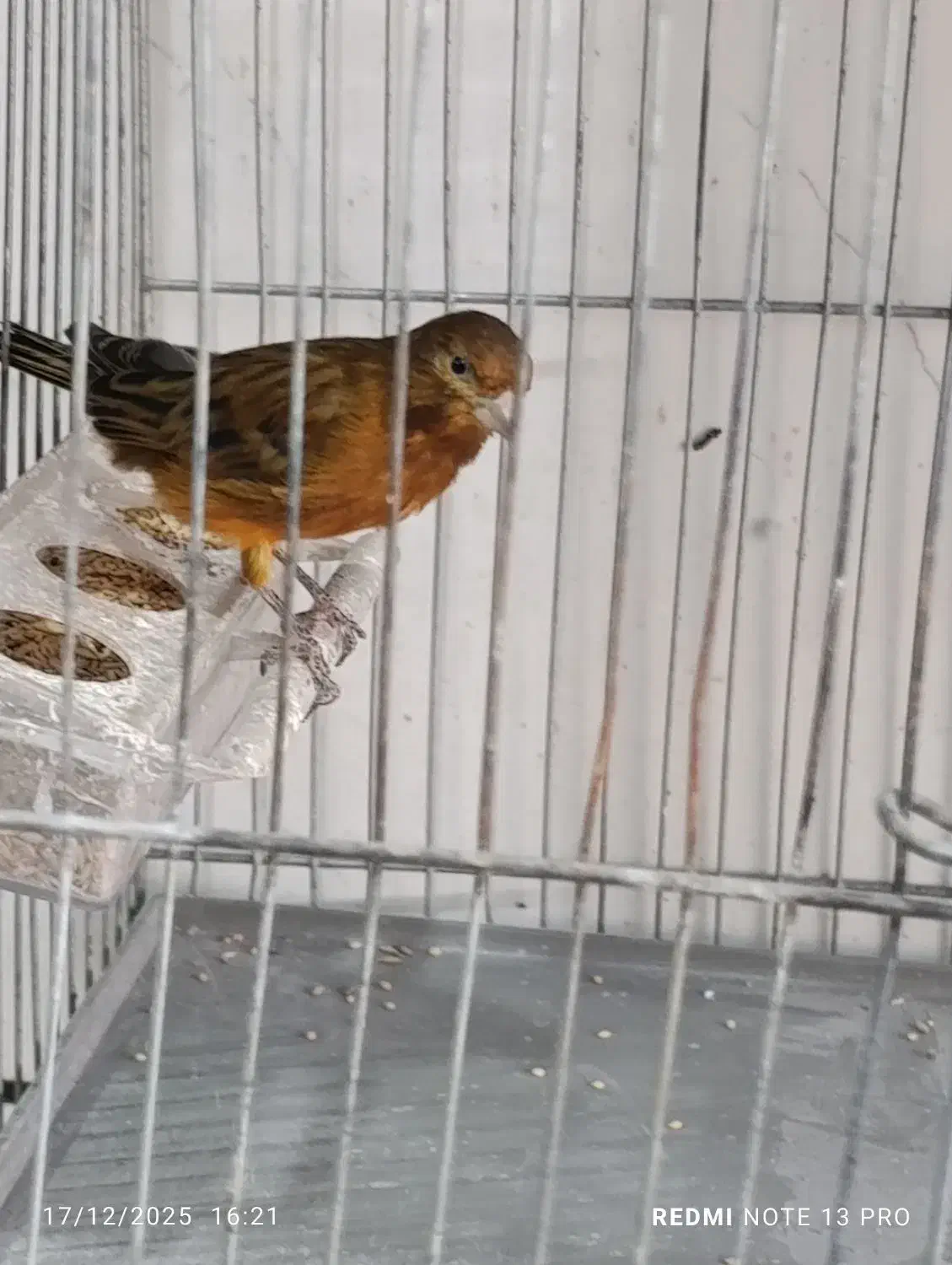 پرنده|پرنده|کرمان, |دیوار