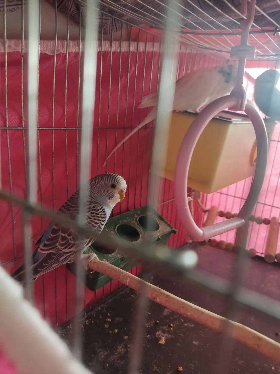 مرغ عشق دستی|پرنده|خمینی‌شهر, |دیوار