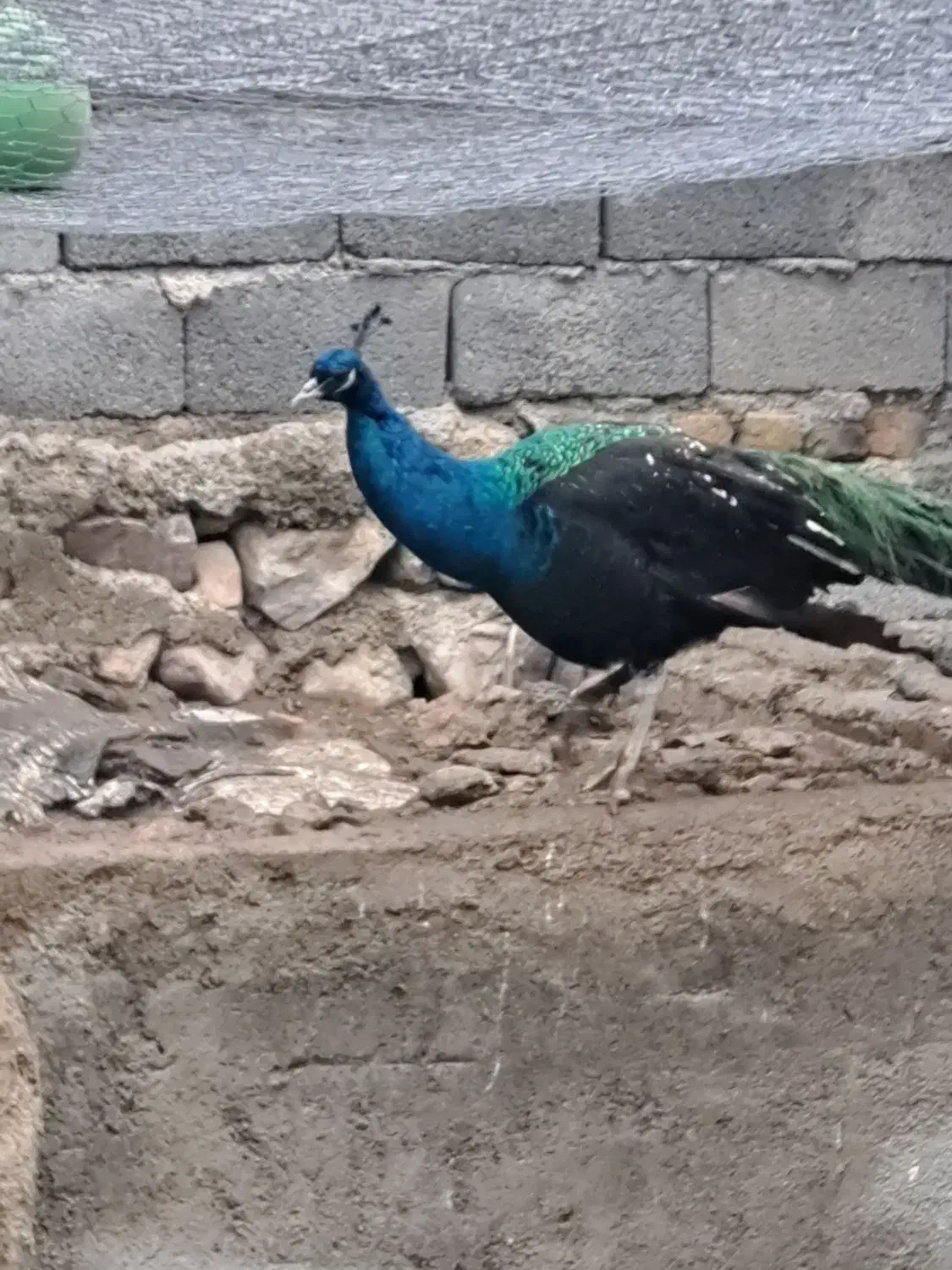 طاووس|حیوانات مزرعه|هشتگرد, هیو|دیوار