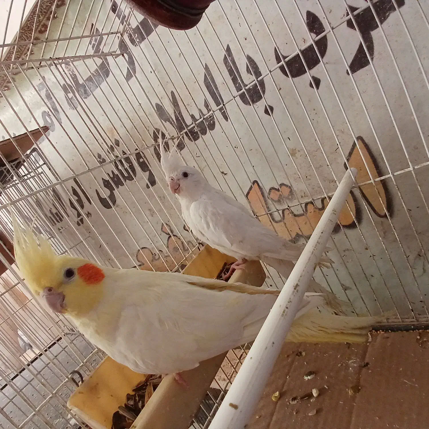 طوطی عروس نر و ماده|پرنده|سبزوار, رضوی|دیوار