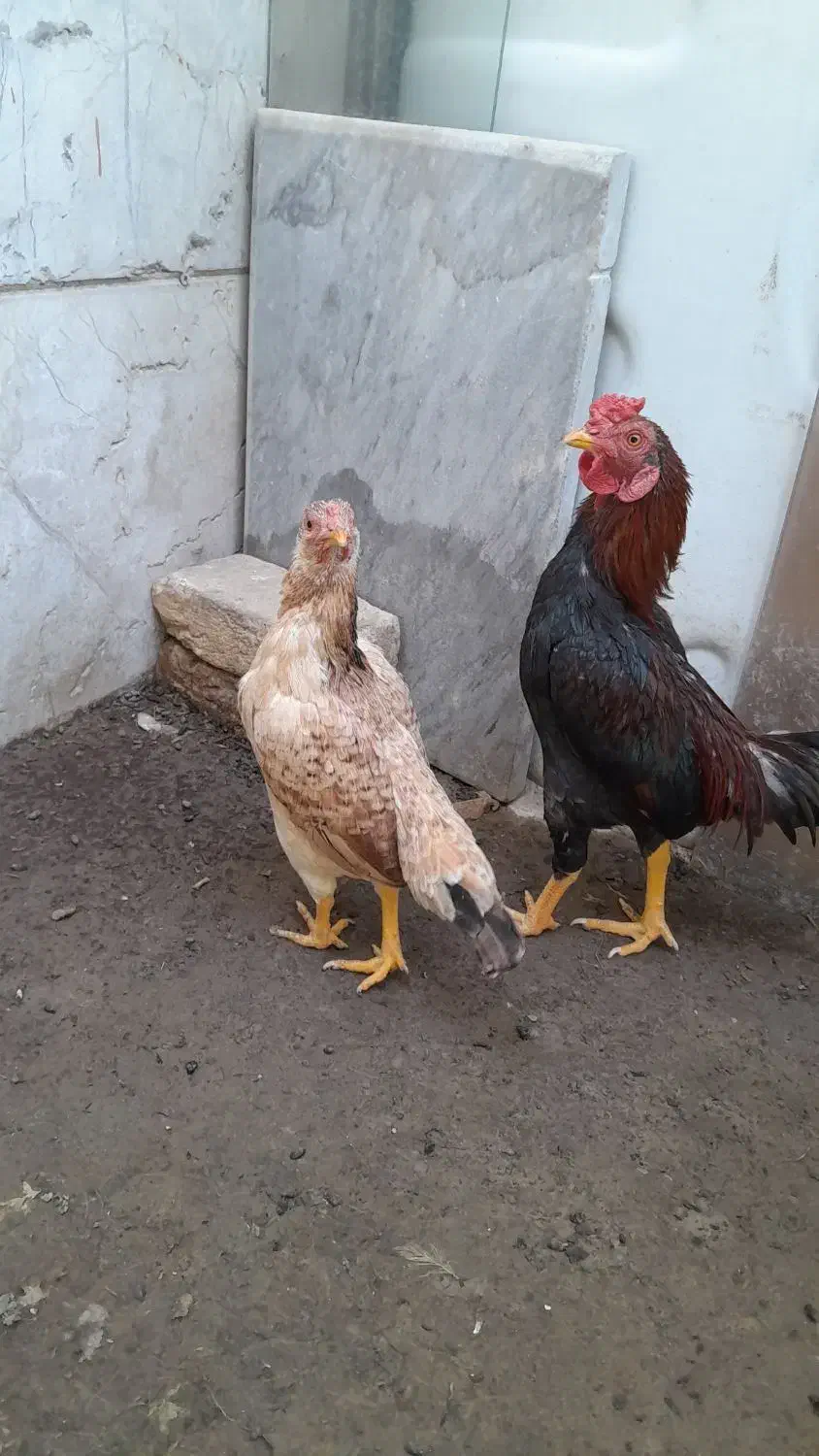 مرغ وخروس|پرنده|شهریار, رضی آباد بالا|دیوار