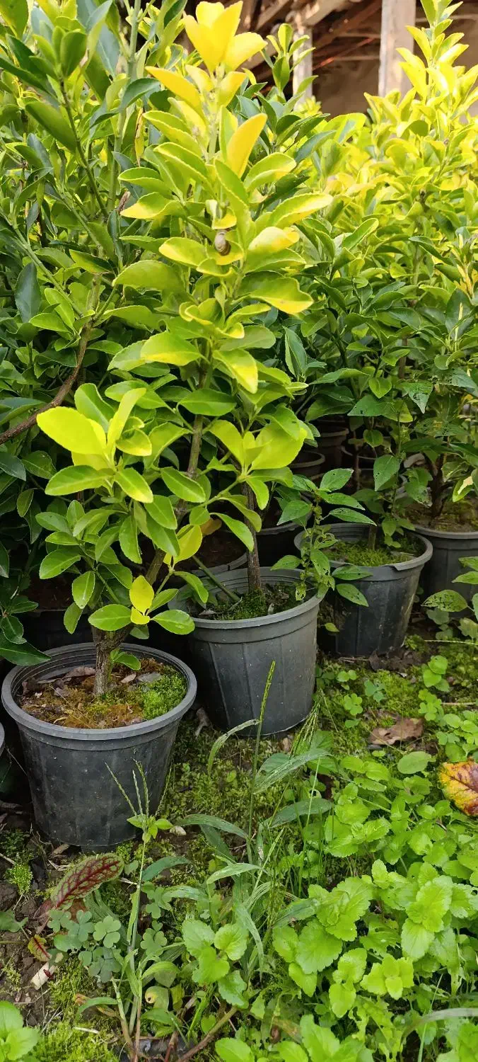 شمشاد طلایی ونعنایی تعداد 1300عدد موجوده|حراج|عباسآباد, |دیوار