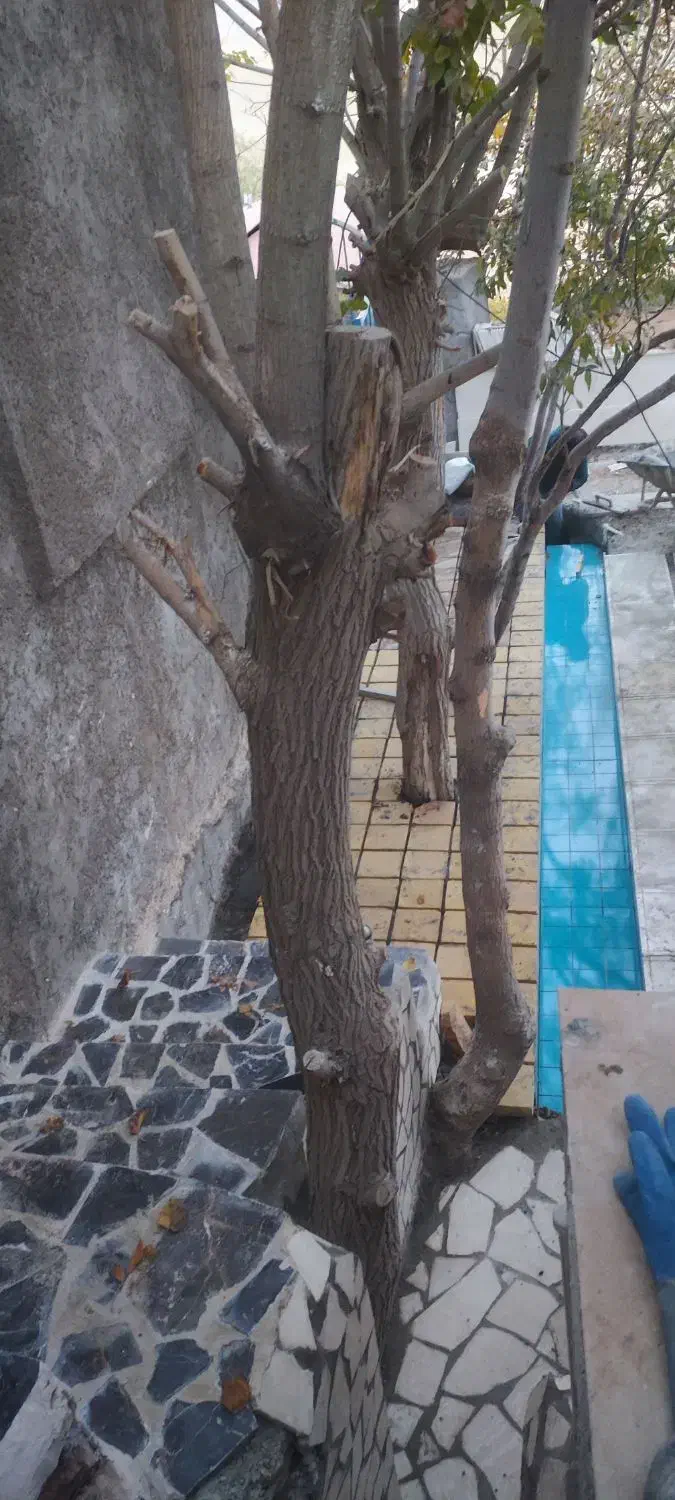 خونه باغ ۲۵۰متری|فروش خانه و ویلا|برزک, |دیوار