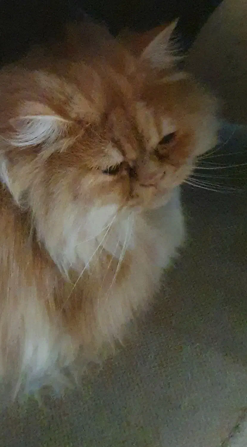 گربه پرشین|گربه|دزفول, |دیوار