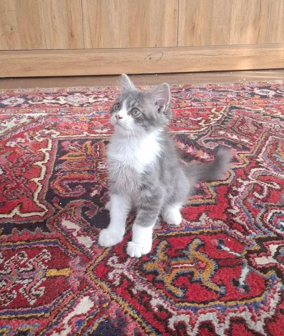 گربه بیریتش نر|گربه|تبریز, |دیوار